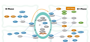 Cell Cycle/DNA Damage